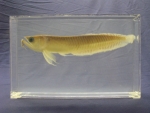 Foto Galerie/Osteoglossiformes/Osteoglossum bicirrhosum_01_SS.jpg